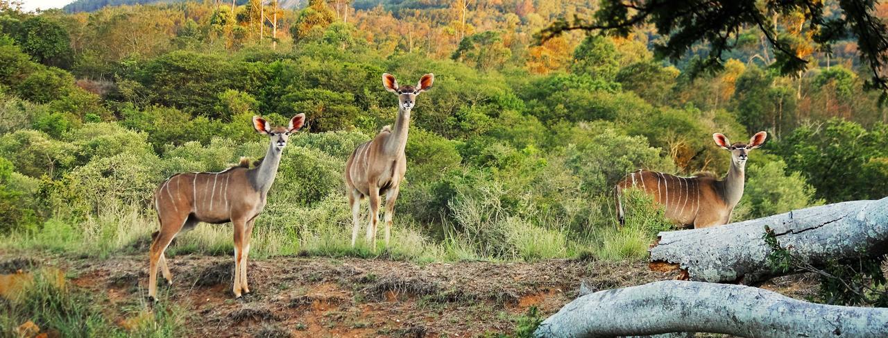 Graceland Eco Retreat Lodge *