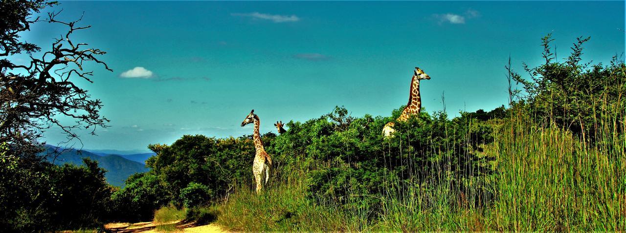 Graceland Eco Retreat Lodge *