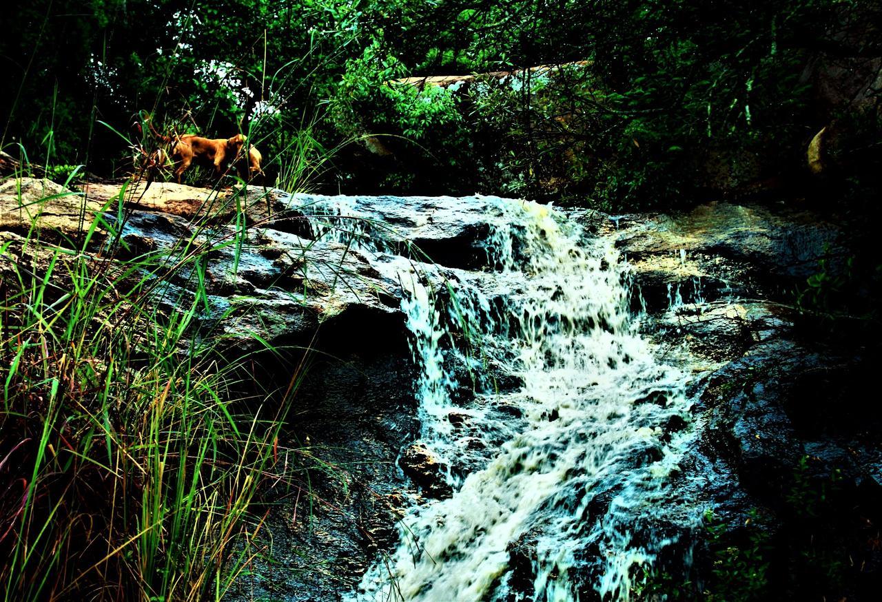 Graceland Eco Retreat Lodge *